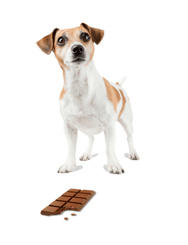 ToxBuddy dog with chocolate bar